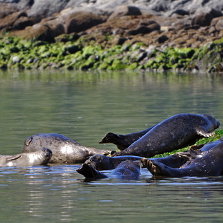 Tofino - Seals